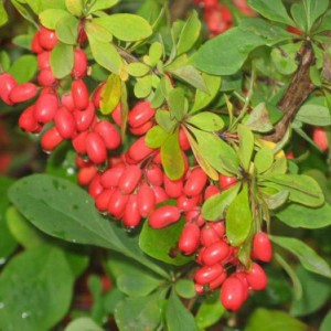 Сеянец барбариса амурский ( до 20 см)