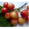 Черешня Краса Кубани