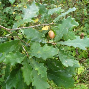 Саженец дуба Каштанолистного 20-40 см