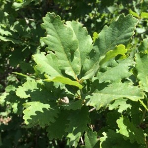 Саженец дуба Крупнопыльникого 100-150 см