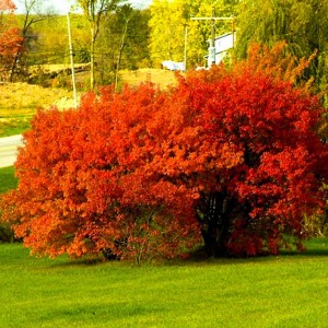 Сеянец клёна Гиннала