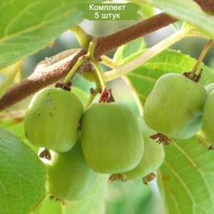 Саженцы актинидии самоплодной Виноградная -  комплект 5 шт.