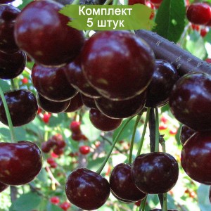Саженцы черевишни Кормилица -  комплект 5 шт.