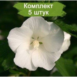 Саженцы Гибискуса Totus Albus -  комплект 5 шт.