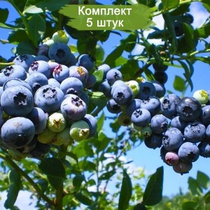 Саженцы голубики Блю Рей (Blue Ray) -  комплект 5 шт.