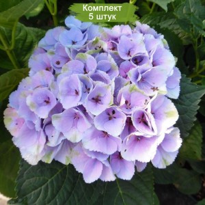 Саженцы гортензии крупнолистной Мэджикал Опал (Magical Opal) -  комплект 5 шт.