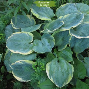 Саженцы хосты Пизаз (Pizzazz) -  комплект 5 шт.