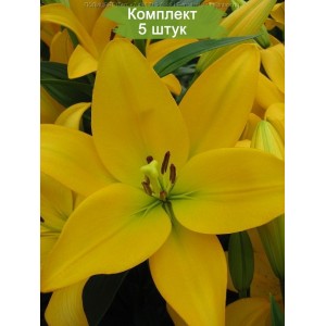 Луковицы лилии Palms Place (Ладошка ) ЛА-гибрид -  комплект 5 шт.