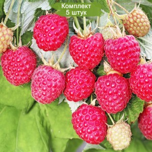Саженцы ремонтантной малины Августовское Чудо (Красная) -  комплект 5 шт.
