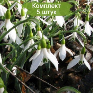 Луковица подснежника Альпийский -  комплект 5 шт.