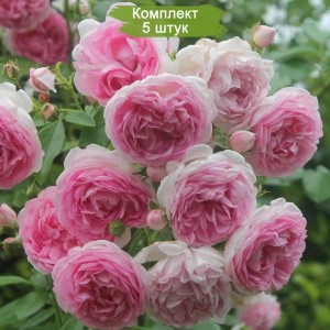 Саженцы плетистой розы Жасмина (Jasmina) -  комплект 5 шт.