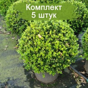 Саженцы самшита 4 года (35 см без формы) -  комплект 5 шт.