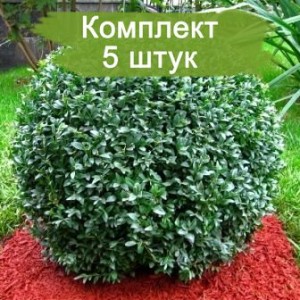 Саженцы самшита вечнозелёного Бухус (Buxus) -  комплект 5 шт.