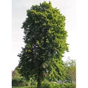 Саженец липы Сибирской 60-100 см