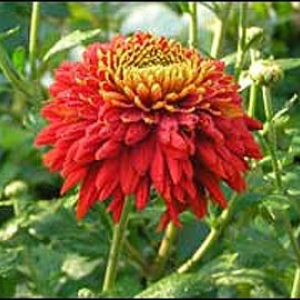 Саженец крупноцветковой хризантемы Валентина Терешкова (Красно-малиновая )