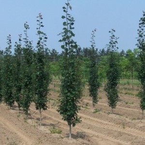 Саженец тополя Пирамидального (60-100 см)