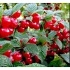 Вишня войлочная Осенняя вировская