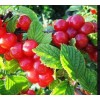 Вишня войлочная Юбилейная