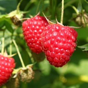 Саженец ремонтантной малины Химбо Топ (Himbo Top) (Красная)