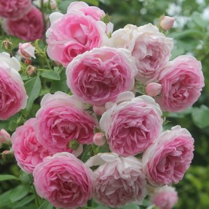 Саженец плетистой розы Жасмина (Jasmina)