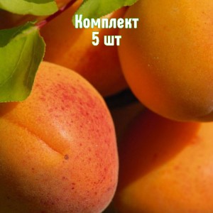 Комплект 5шт / Абрикос Авиатор