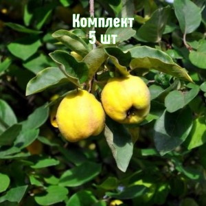 Комплект 5шт / Айва яблоковидная Зубутлинская