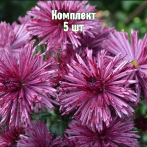 Комплект 5шт / Хризантема Бузков Ёжик