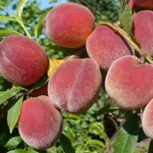 Купить саженцы персика в Тольятти без предоплаты – заказать саженцы персикас доставкой в Тольятти