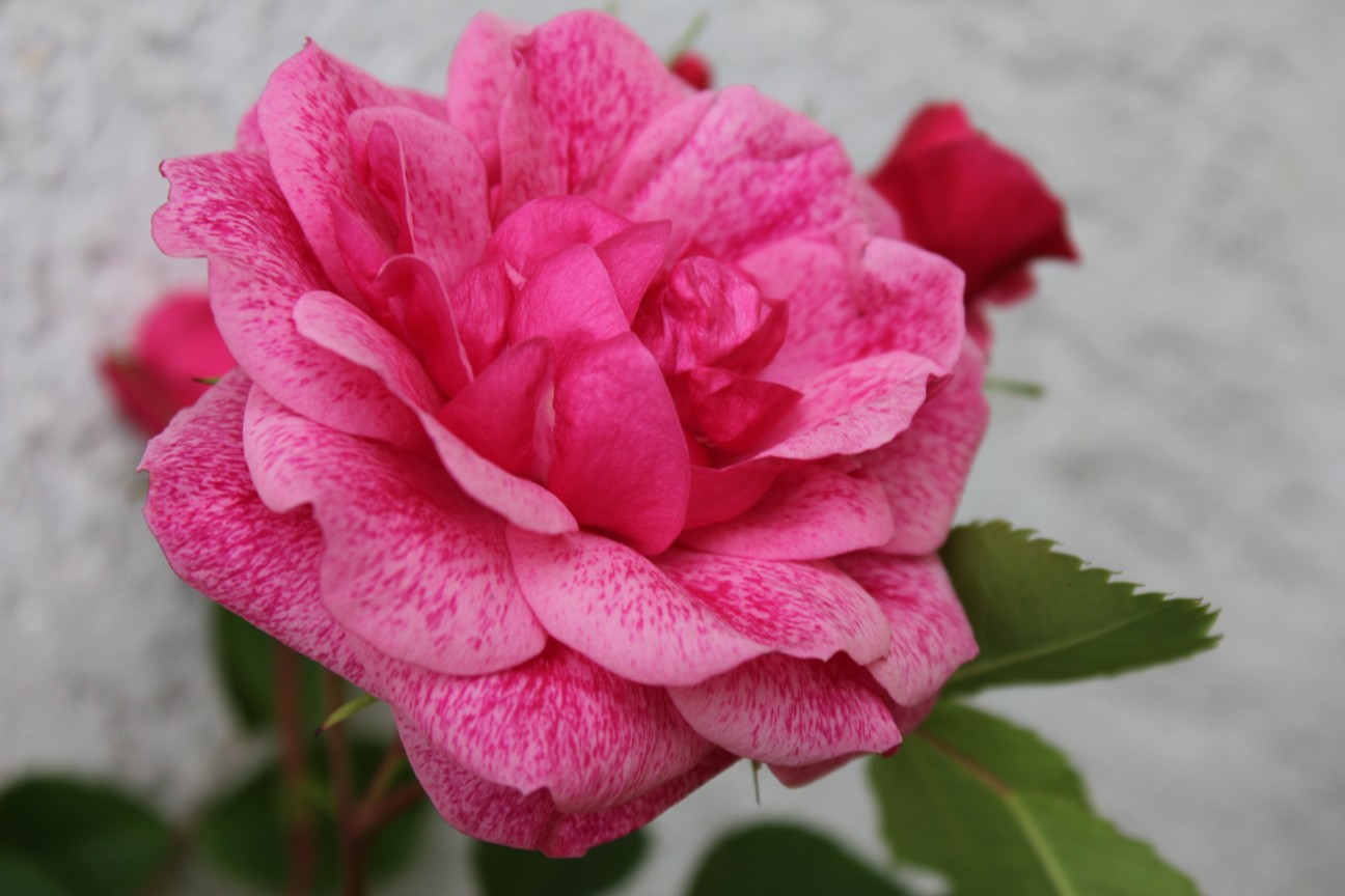 Роза (канадская парковая) - Модэн Блаш весенние луковичные - описание, фото, агротехника